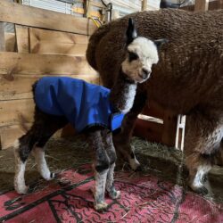 Habanero in Cria Coat