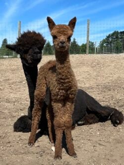 Otto and Momma