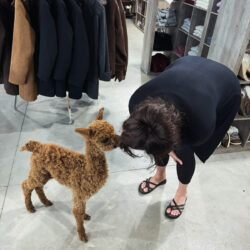 Otto is Farm Store