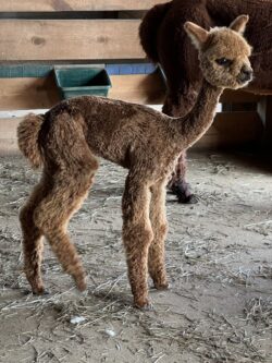 Otto After His Cria Shearing