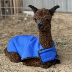 Zachary in Cria Coat