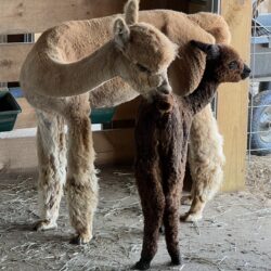 Zach With Love and Grace