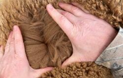 Ben's Alpaca Fiber in April of 2025