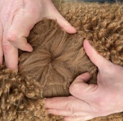 Ben's Alpaca Fiber in April of 2025