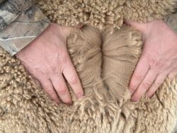 Diesel's Alpaca Fiber Blanket in April of 2025