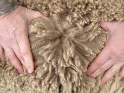 Diesel's Alpaca Fiber Blanket in April of 2025