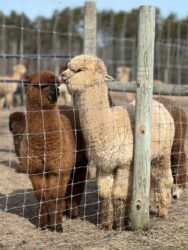 Sol and diesel Sol and Diesel