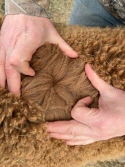 Ben's Alpaca Fiber in April of 2025