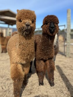Otto and Zach