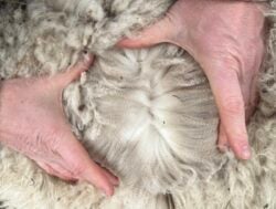 Yvette's Alpaca Fiber in April of 2025
