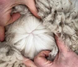 Yvette Yvette's Alpaca Fiber in April of 2025