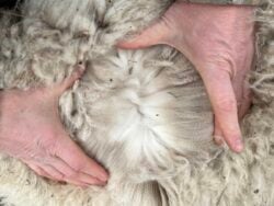 Yvette's Alpaca Fiber in April of 2025