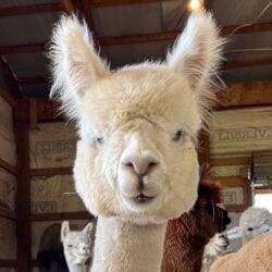 Yvette and Her Great Alpaca Ears