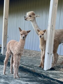 Baby Falcon and Morning Glory
