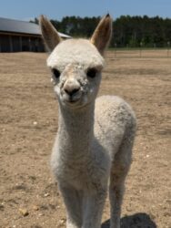 Cutie Pie Moondoggie