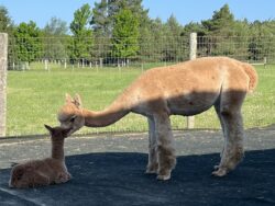 Lilly Grace and Falcon