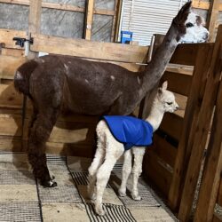 Moondoggie and Gidgit - Day 1