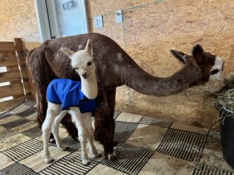 Moondoggie and Gidgit on Day One