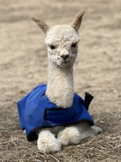 Moondoggie and His Adorable Ears