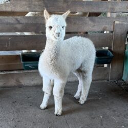 Moondoggie Moondoggie