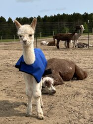 Moondoggie on Day Two