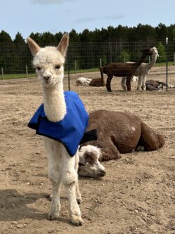 Moondoggie on Day Two