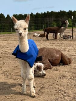 Moondoggie on Day Two