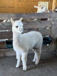 Moondoggie Moondoggie