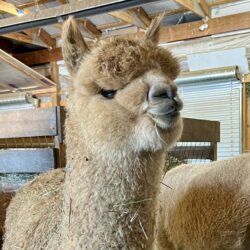 Morning Glory in Barn
