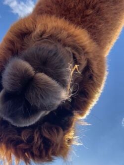 Nibbler Coming in for a Kiss