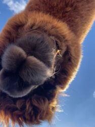 Nibbler Coming in for a Kiss