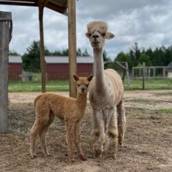 Royal Favor and Morning Glory