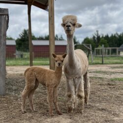 Royal Favor and Morning Glory