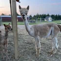 Royal Favor and Morning Glory