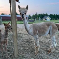 Royal Favor and Morning Glory