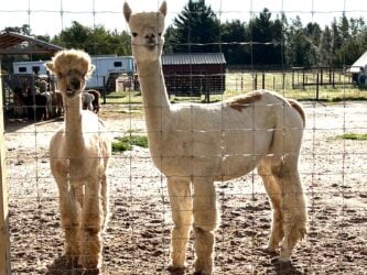 Royal Favor and Sherry Ann