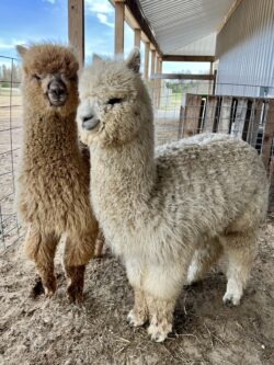 Best Buddies - Falcon and Moondoggie