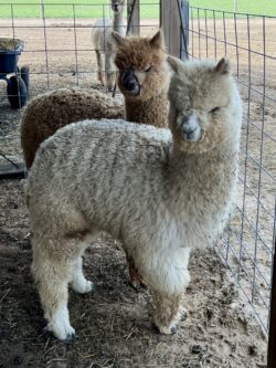 Falcon and Moondoggie