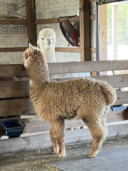 Falcon and Sherry Ann