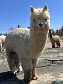 Moondoggie is a Fiber Machine