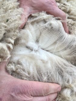 Moondoggie's Crimp - April 2026