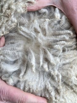 Moondoggie's Fiber Bundles