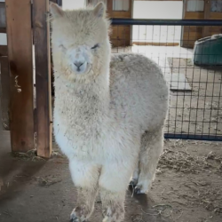 Moondoggie in Spring of 2026