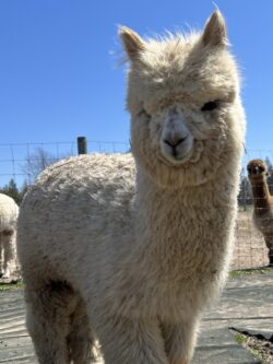 Moondoggie's Fiber Face