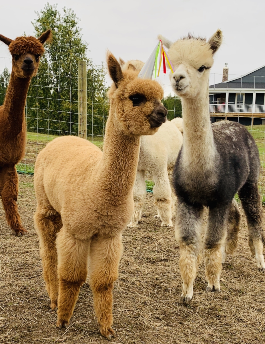 alpacas with hats