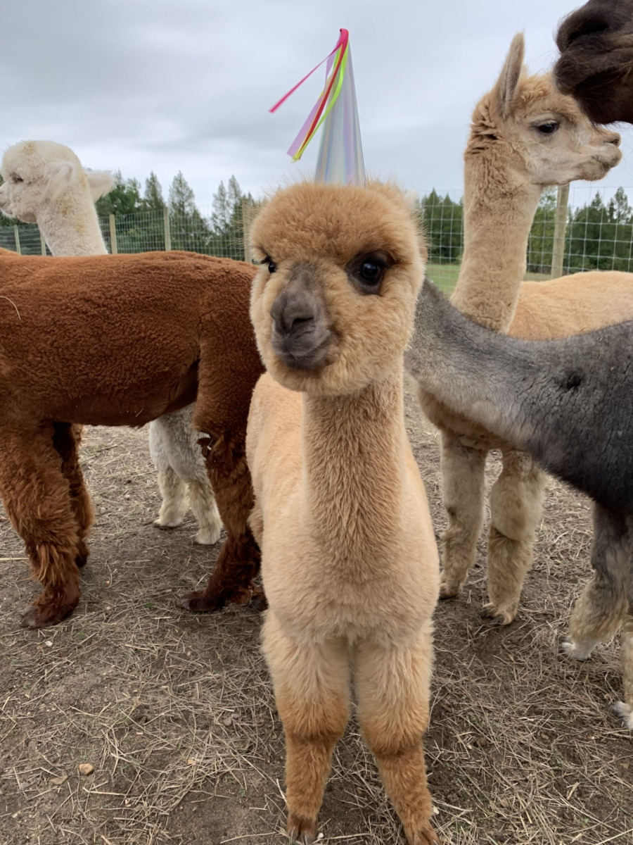 alpacas with hats