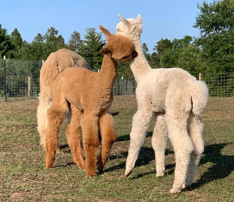 Teddy and Levi Playing